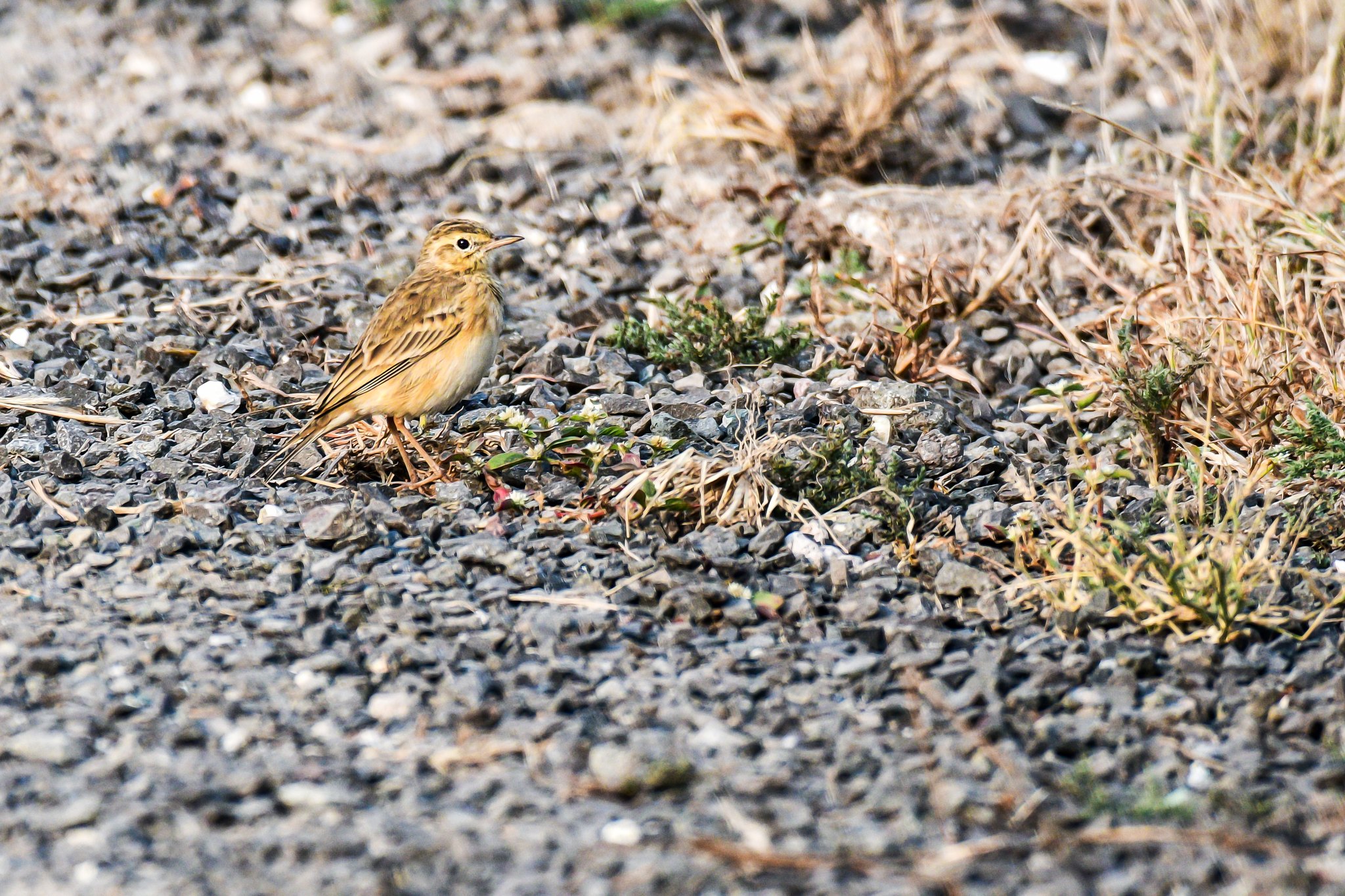 African pipit bird